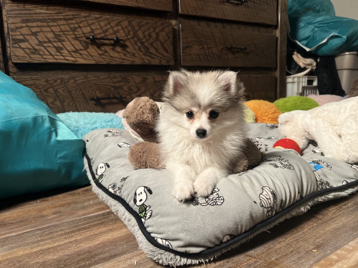 Holly – Baby Girl Pomeranian