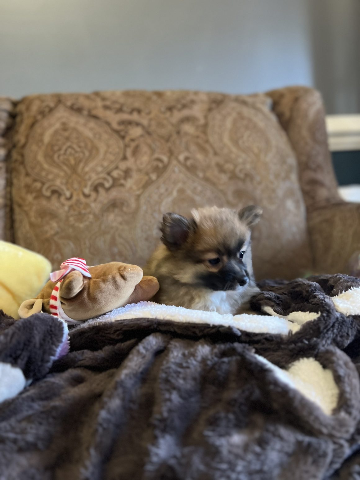 Hans Gruber – Baby Poy Pomeranian (Pending)