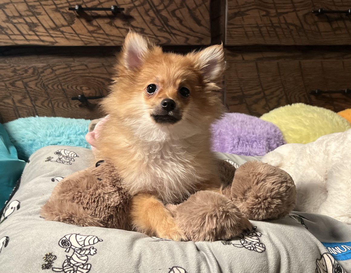 Sparky – Baby Boy Pomeranian