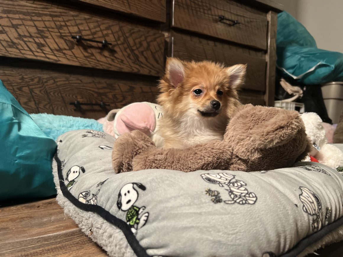 Sparky – Baby Boy Pomeranian