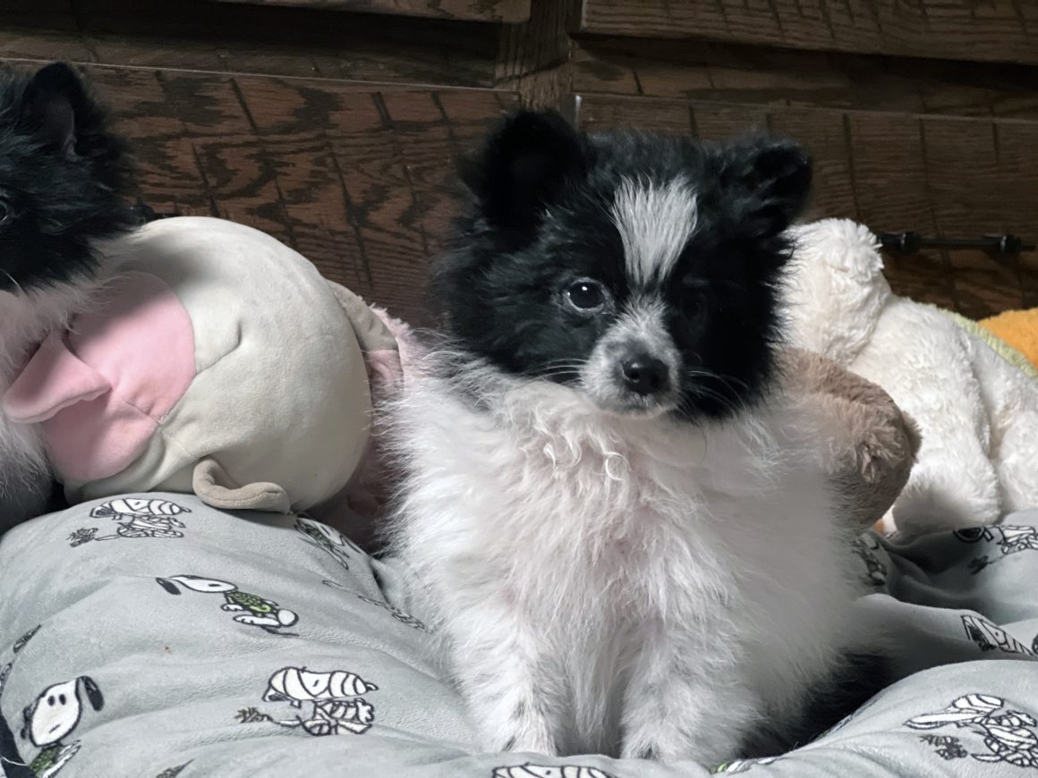 Mickey – Baby Boy Pomeranian