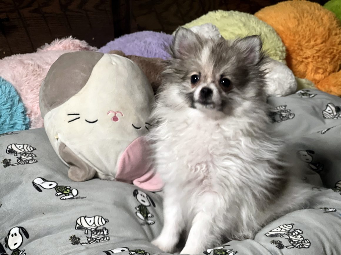 Ralphie – Baby Boy Pomeranian