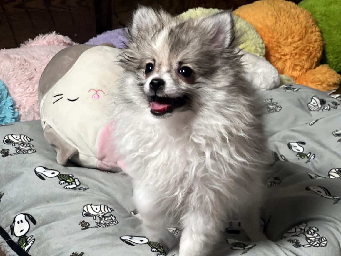 Ralphie – Baby Boy Pomeranian