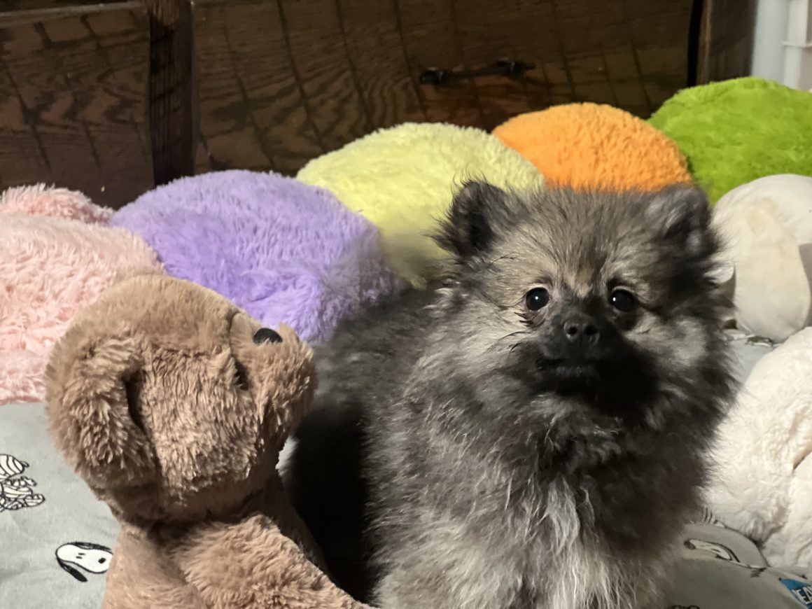 Hans Gruber – Baby Poy Pomeranian (Pending)