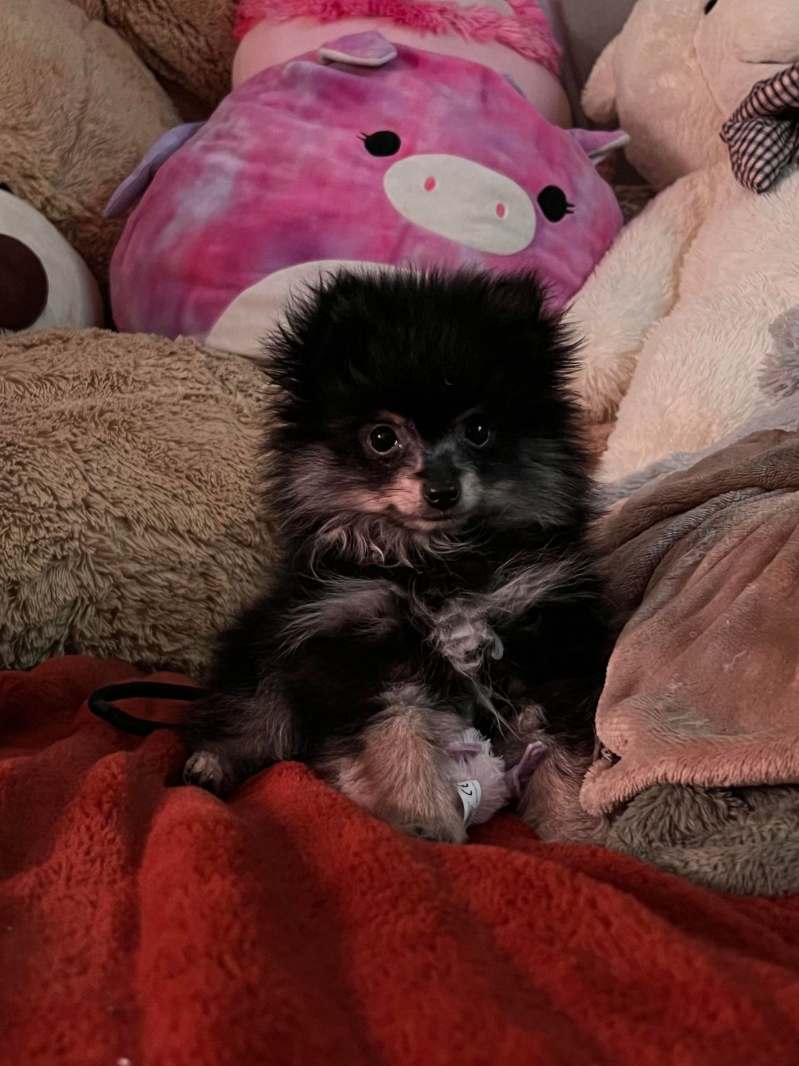 Pete – Baby Boy Pomeranian