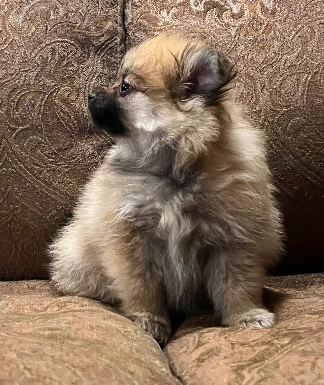 Ruby – Baby Girl Pomeranian (pending)
