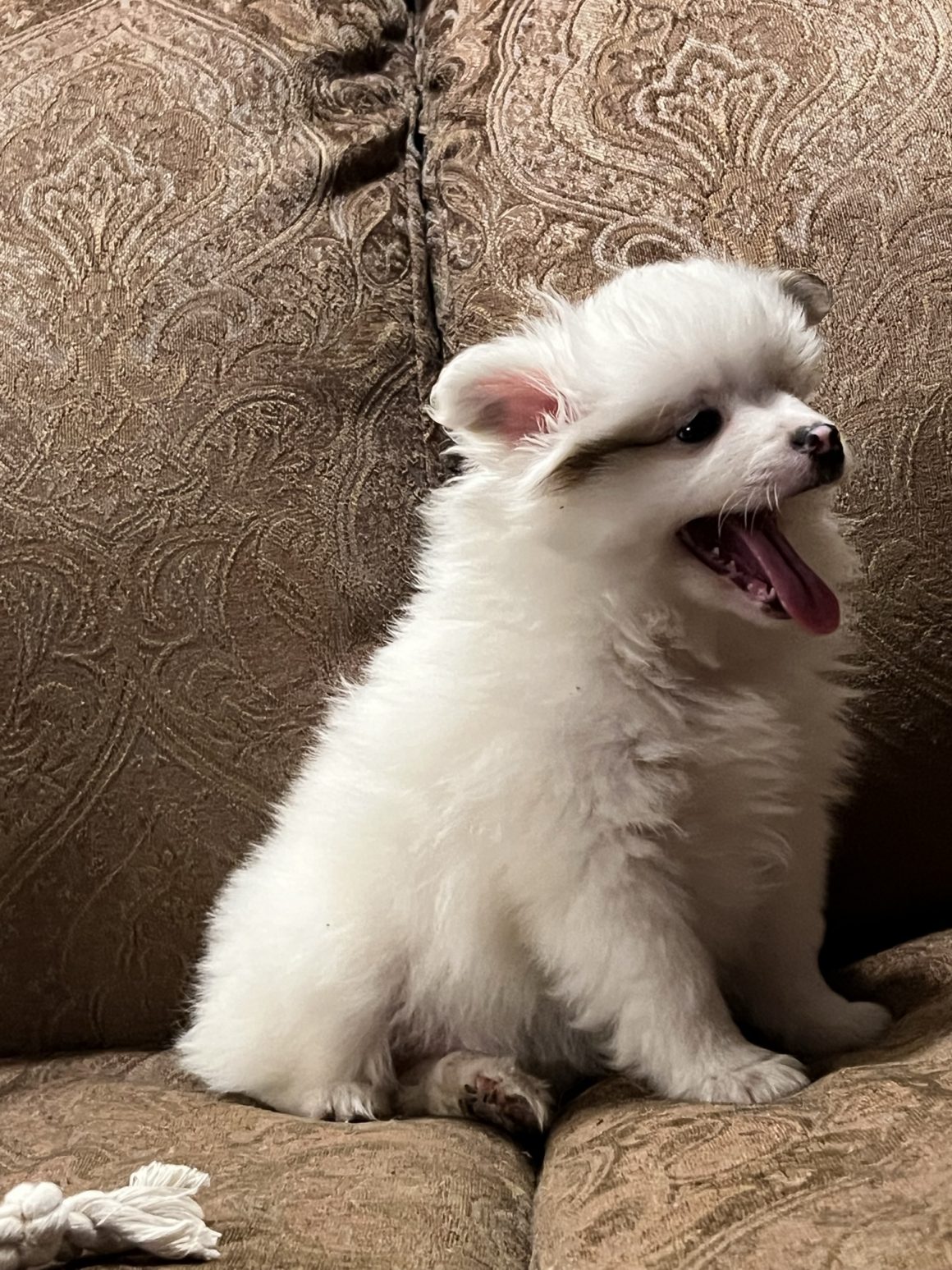 Milo – baby boy Pomeranian (Pending)